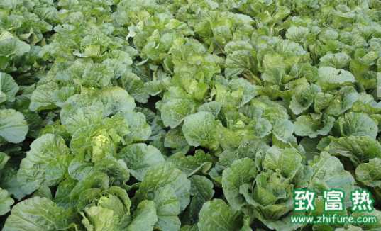 白菜的營養價值和功效 白菜的挑選方法和食用禁忌