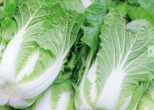 白菜的營養價值和功效 白菜的挑選方法和食用禁忌