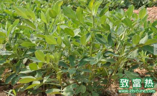 花生的營養(yǎng)價值和功效 新鮮的花生怎么煮才好吃