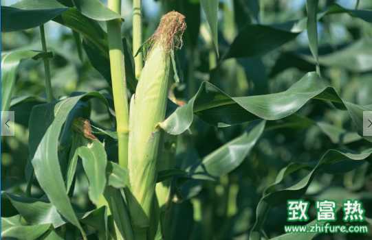 玉米的營養價值和功效 玉米與什么搭配更有營養