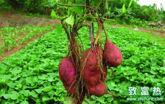 紅薯的營養(yǎng)價(jià)值和功效 紅薯粥的做法