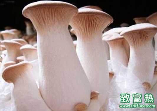 杏鮑菇的營(yíng)養(yǎng)價(jià)值 沒(méi)完全熟透的杏鮑菇容易引起中毒