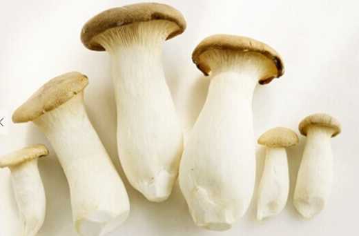 杏鮑菇的營養價值 沒完全熟透的杏鮑菇容易引起中毒