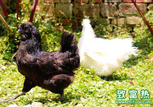 黑烏雞養殖技術