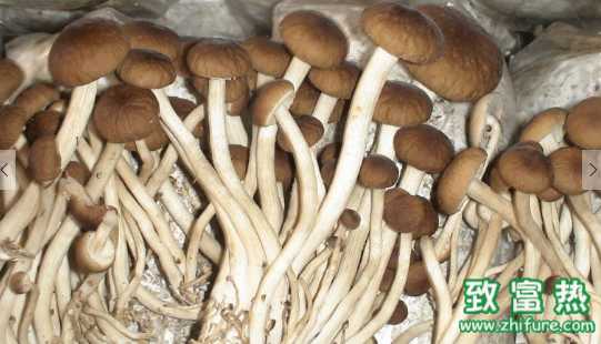 茶樹菇的營養(yǎng)價值和功效 孕婦可以吃茶樹菇嗎