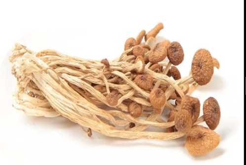 茶樹菇的營養價值和功效 孕婦可以吃茶樹菇嗎