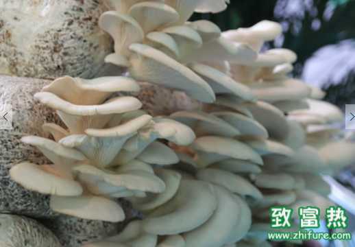 平菇的營養(yǎng)價值和功效 平菇的選購方法