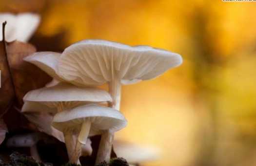 平菇的營養價值和功效 平菇的選購方法