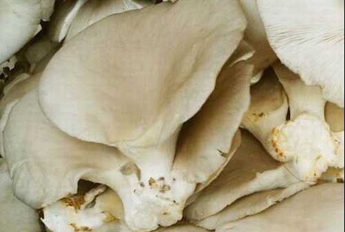 平菇的營養價值和功效 平菇的選購方法