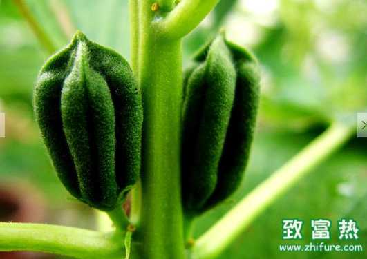 芝麻的營養價值和經濟價值 抹芝麻油可預防秀發分叉