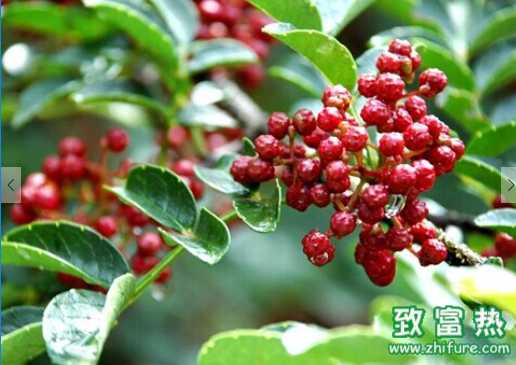 花椒水泡腳有益處 怎么辨別花椒的好壞