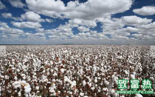 棉花有哪些顏色 棉花制品的特點
