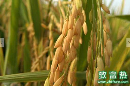 大米的營養價值和功效 如何區分真大米和人造大米