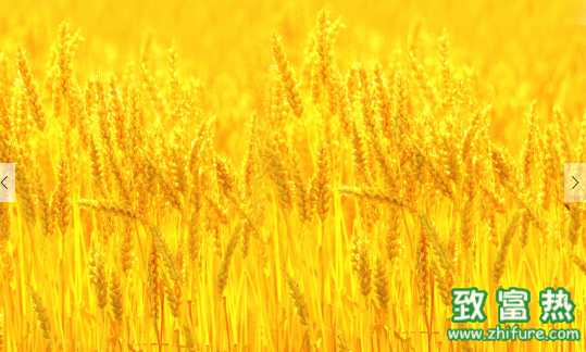 小麥的營養價值 大麥茶的功效