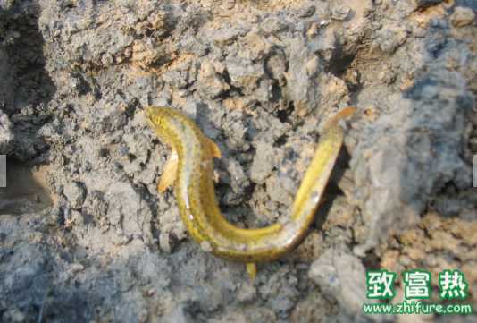 泥鰍的營養(yǎng)價(jià)值和功效 泥鰍不能與哪些食物同食