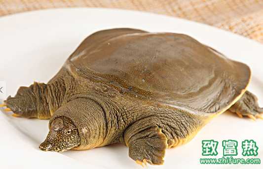 甲魚的營養價值和功效 甲魚應該怎么殺