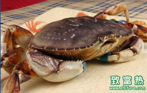 螃蟹的營養(yǎng)價值和功效 高溫季節(jié)如何養(yǎng)殖螃蟹