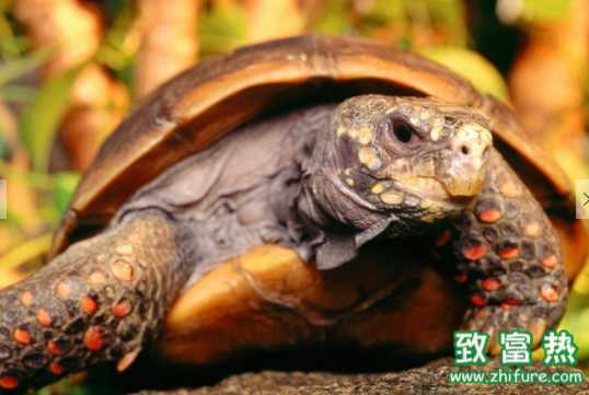 烏龜?shù)臓I(yíng)養(yǎng)價(jià)值和功效 哪些人適合食用烏龜