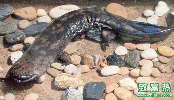 大鯢的營(yíng)養(yǎng)價(jià)值和功效 大鯢屬于國(guó)際幾級(jí)保護(hù)動(dòng)物