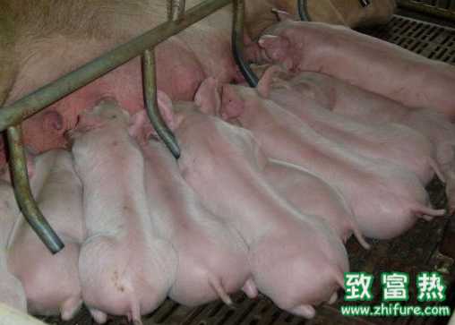 豬場內“限飼不當”危害嚴重