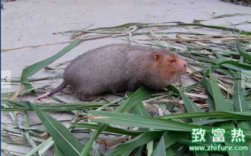 竹鼠的營養價值和功效 如何捕捉野生竹鼠