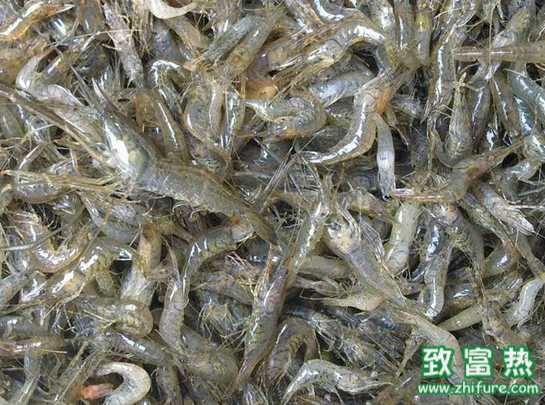 青蝦養殖如何做好越冬管理措施