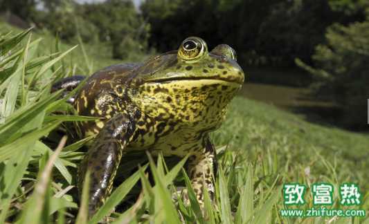 牛蛙的營養價值和作用 未完全熟的牛蛙肉是否對人體有危害