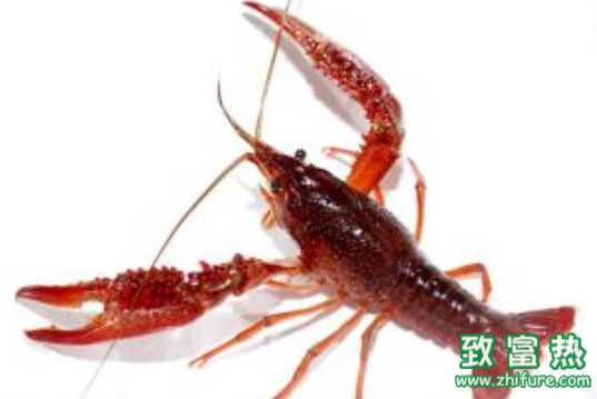 小龍蝦的營養價值和功效 死了的小龍蝦還可以吃嗎