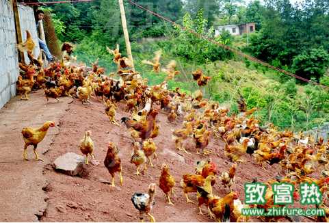 現在是有錢人才能養雞 那沒錢咋辦呢