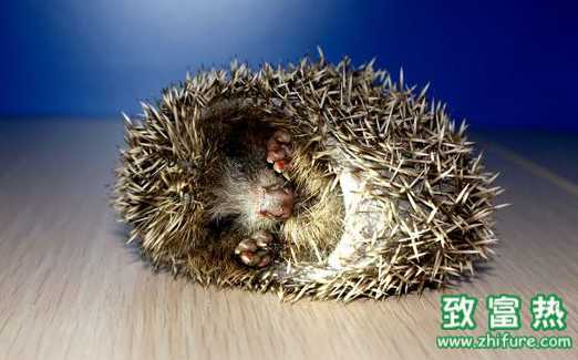 刺猬的藥用價值和作用 刺猬是否屬于國家保護動物