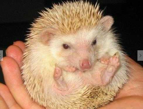 刺猬的藥用價值和作用 刺猬是否屬于國家保護動物