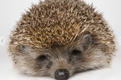 刺猬的藥用價值和作用 刺猬是否屬于國家保護動物