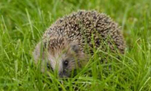 刺猬的藥用價值和作用 刺猬是否屬于國家保護動物