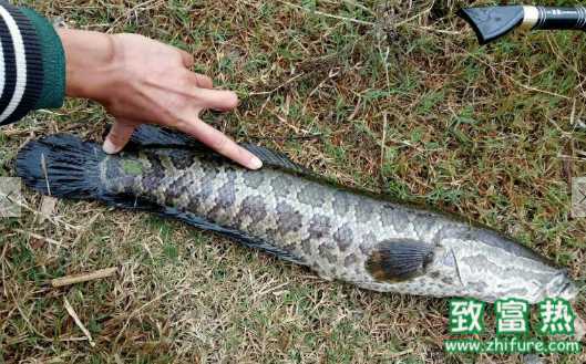 黑魚的營養價值和功效 深秋釣黑魚的技巧