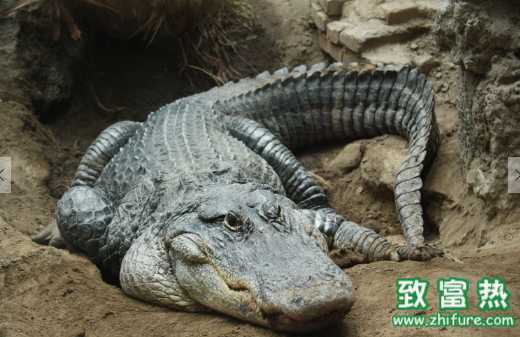 為什么說鱷魚全身上下全是寶