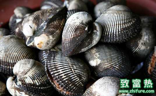 扇貝的營養價值和功效 扇貝的清洗方法