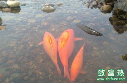 鯉魚(yú)的營(yíng)養(yǎng)價(jià)值和功效 如何挑選鯉魚(yú)