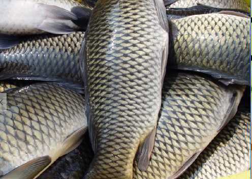 鯉魚的營養價值和功效 如何挑選鯉魚