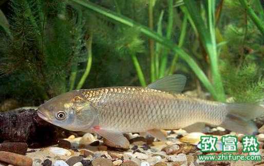 草魚的營養價值和功效 草魚的食用方法