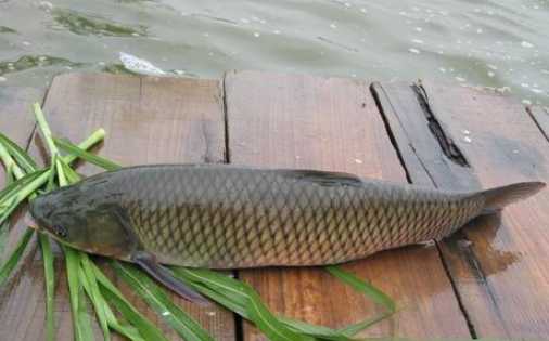 草魚的營養價值和功效 草魚的食用方法