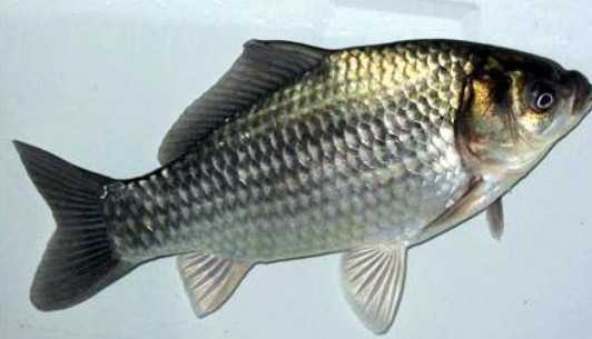 白鰱的營養價值和功效 白鰱的烹飪方法