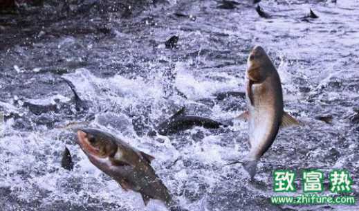 白鰱的營養價值和功效 白鰱的烹飪方法