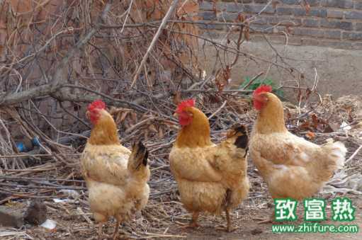 土雞的營養(yǎng)價值和功效 土雞如何挑選