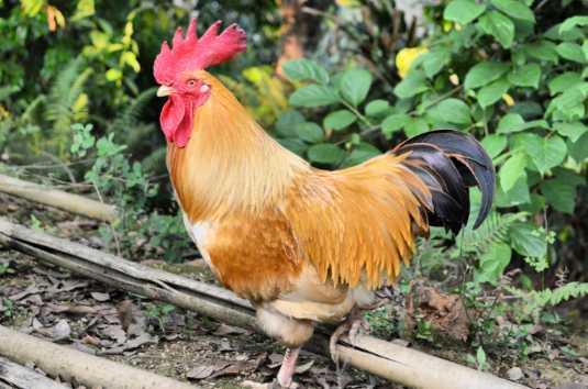 土雞的營養價值和功效 土雞如何挑選