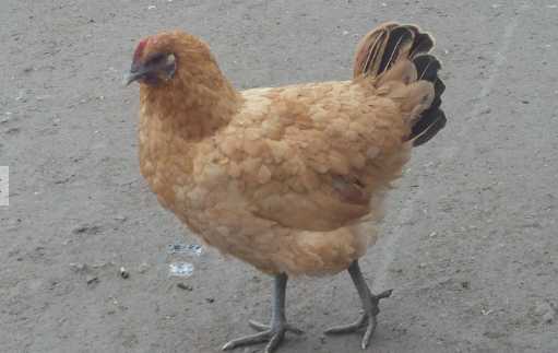 土雞的營養價值和功效 土雞如何挑選