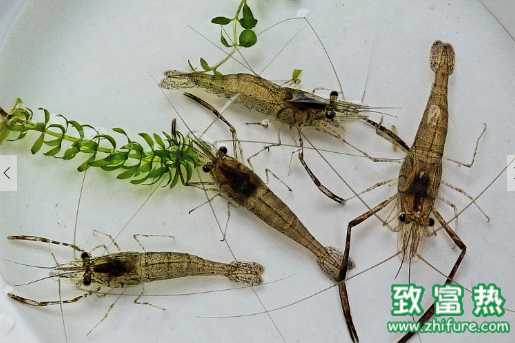 河蝦的營養(yǎng)價值和功效 河蝦不適合和什么食物同食