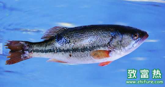 鱸魚的營養價值和功效 鱸魚的選購方法