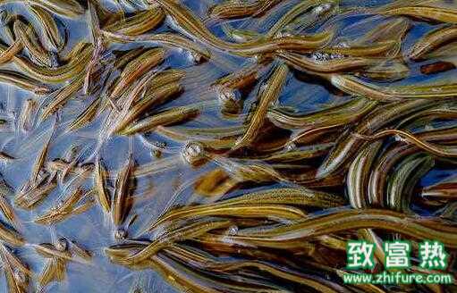 2017養黃鱔賺錢嗎？2017養黃鱔前景及市場價格行情分析