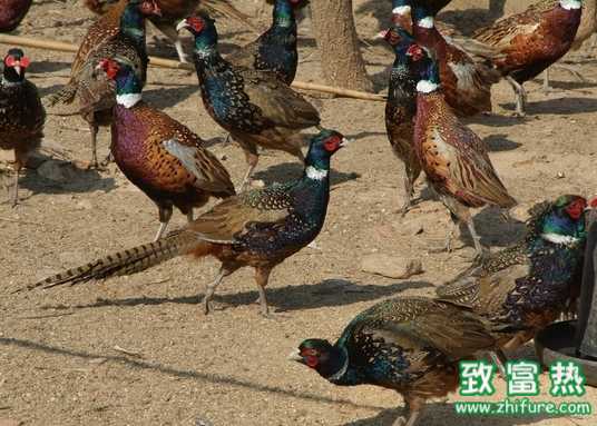 野雞養殖需要什么樣的環境?