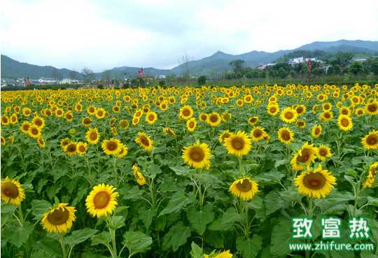 優良向日葵品種應該具備什么條件